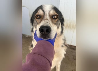 Simba - wunderschön