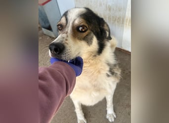 Simba - wunderschön