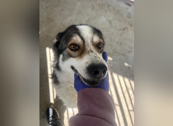 Simba - wunderschön