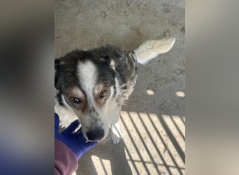 Simba - wunderschön