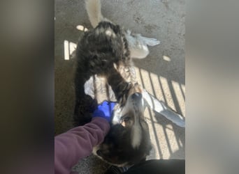 Simba - wunderschön