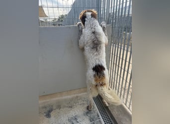 Leone: langsam entsteht Hoffnungslosigkeit