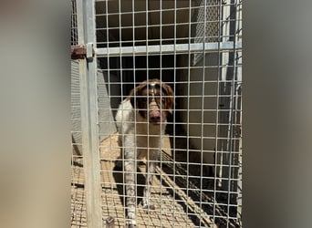 Leone: langsam entsteht Hoffnungslosigkeit