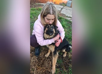 KAI - wer zeigt dem hübschen Kerlchen, wie schön ein Hundeleben sein kann?