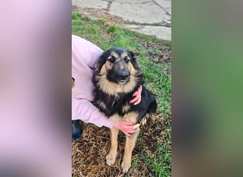 Welpe KAI - wer zeigt dem hübschen Kerlchen, wie schön ein Hundeleben sein kann?