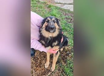 KAI - wer zeigt dem hübschen Kerlchen, wie schön ein Hundeleben sein kann?