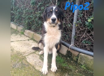 Pipo2 geb. 06/2025 (ESP) - sportlicher und anhänglicher Border-Collie-Mix Welpe!