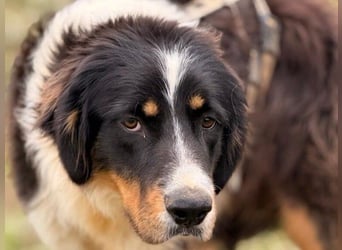 Pipo2 geb. 06/2025 (ESP) - sportlicher und anhänglicher Border-Collie-Mix Welpe!