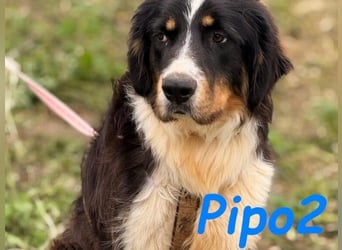 Pipo2 geb. 06/2025 (ESP) - sportlicher und anhänglicher Border-Collie-Mix Welpe!