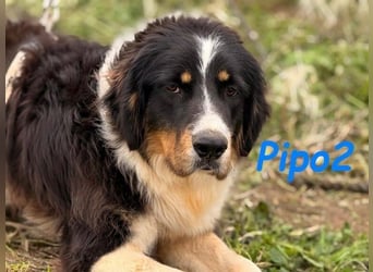 Pipo2 geb. 06/2025 (ESP) - sportlicher und anhänglicher Border-Collie-Mix Welpe!