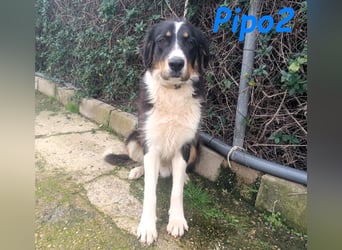Pipo2 geb. 06/2025 (ESP) - sportlicher und anhänglicher Border-Collie-Mix Welpe!