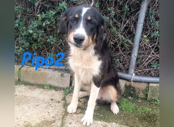 Pipo2 geb. 06/2025 (ESP) - sportlicher und anhänglicher Border-Collie-Mix Welpe!