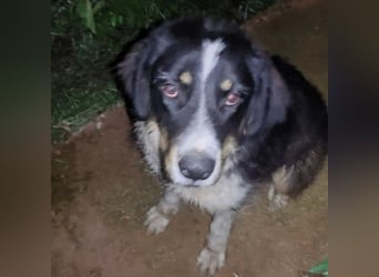 Pipo2 geb. 06/2025 (ESP) - sportlicher und anhänglicher Border-Collie-Mix Welpe!