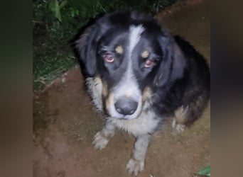 Pipo2 geb. 06/2025 (ESP) - sportlicher und anhänglicher Border-Collie-Mix Welpe!