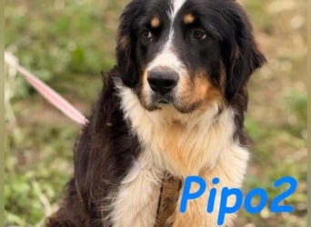 Pipo2 geb. 06/2025 (ESP) - sportlicher und anhänglicher Border-Collie-Mix Welpe!