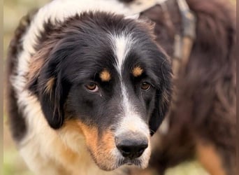 Pipo2 geb. 06/2025 (ESP) - sportlicher und anhänglicher Border-Collie-Mix Welpe!