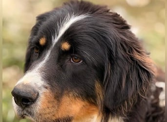 Pipo2 geb. 06/2025 (ESP) - sportlicher und anhänglicher Border-Collie-Mix Welpe!