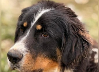 Pipo2 geb. 06/2025 (ESP) - sportlicher und anhänglicher Border-Collie-Mix Welpe!