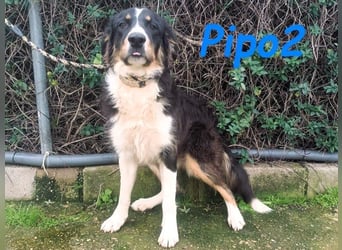 Pipo2 geb. 06/2025 (ESP) - sportlicher und anhänglicher Border-Collie-Mix Welpe!