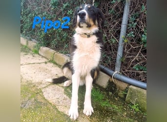 Pipo2 geb. 06/2025 (ESP) - sportlicher und anhänglicher Border-Collie-Mix Welpe!