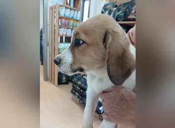 Willow sucht ihre Familie
