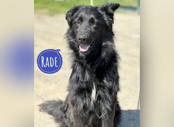 Rade ein Traum von Hund