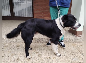 Buddy ein richtiger großer Freund fürs Leben