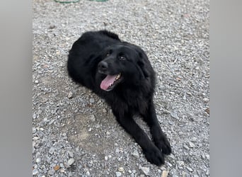 Mika eine große gutmütige Hündin