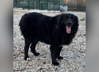 Mika eine große gutmütige Hündin