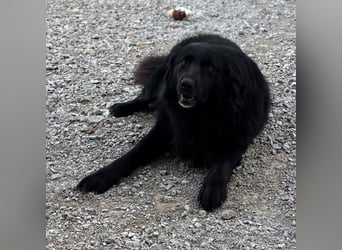 Mika eine große gutmütige Hündin