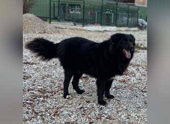 Mika eine große gutmütige Hündin