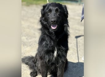 Rade ein Traum von Hund