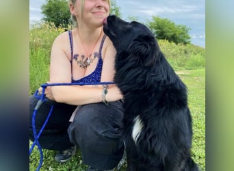 Rade ein Traum von Hund