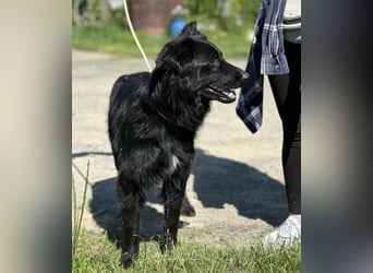 Rade ein Traum von Hund