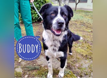 Buddy ein richtiger großer Freund fürs Leben