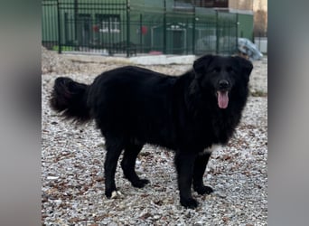 Mika eine große gutmütige Hündin