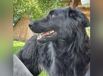 Rade ein Traum von Hund