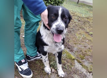 Buddy ein richtiger großer Freund fürs Leben