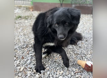 Mika eine große gutmütige Hündin