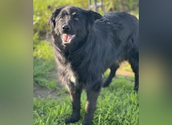 Rade ein Traum von Hund