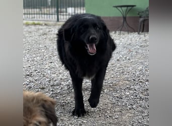 Mika eine große gutmütige Hündin