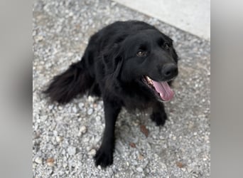 Mika eine große gutmütige Hündin