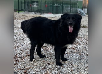 Mika eine große gutmütige Hündin