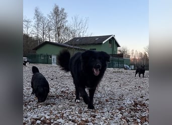 Mika eine große gutmütige Hündin