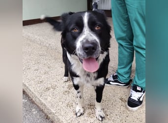 Buddy ein richtiger großer Freund fürs Leben