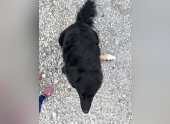 Mika eine große gutmütige Hündin