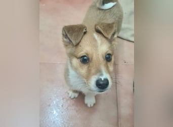 Zuckersüßer ANTON- wartet mit gepacktem Köfferchen auf sein schönes, liebevolles Zuhause