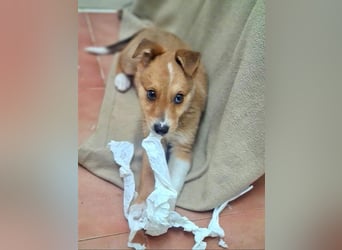 Zuckersüßer ANTON- wartet mit gepacktem Köfferchen auf sein schönes, liebevolles Zuhause