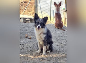 Wunderschöner FABIO-ruhiger, sanfter,friedlicher Bub sucht sehnsüchtig liebevolles Für-immer-Zuhause