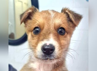 Zuckersüßer ANTON- wartet mit gepacktem Köfferchen auf sein schönes, liebevolles Zuhause